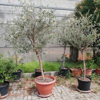 piante di ulivo in vaso