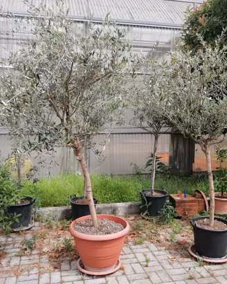 piante di ulivo in vaso