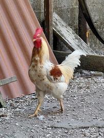 Galli