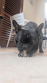 Bulldog Francese