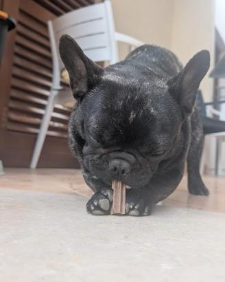 Bulldog Francese