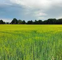 Ampio terreno agricolo con rudere