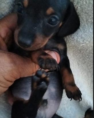 Bassotto Kaninchen maschio nero pedigree ENCI