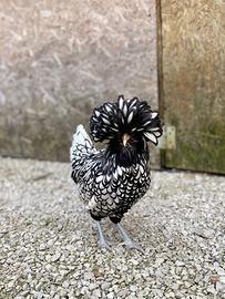 Galline padovane