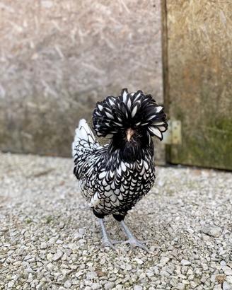 Galline padovane