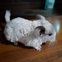 Cucciola di cincillà