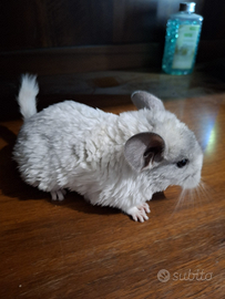 Cucciola di cincillà