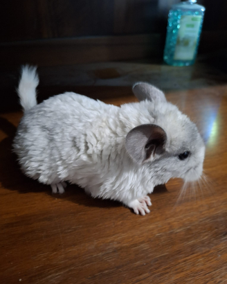 Cucciola di cincillà