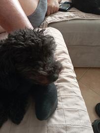 Fidanzata per il mio barboncino Toy nero