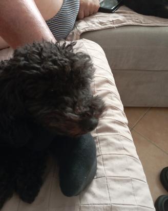 Fidanzata per il mio barboncino Toy nero