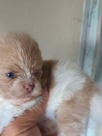 Volpino di Pomerania occhi azzurri