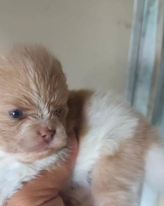 Volpino di Pomerania occhi azzurri