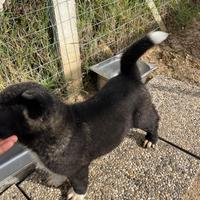Cucciolo di Akita Americano