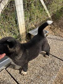 Cucciolo di Akita Americano