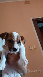 Cucciole jack russel terrier pelo corto pure