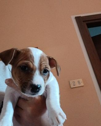 Cucciole jack russel terrier pelo corto pure