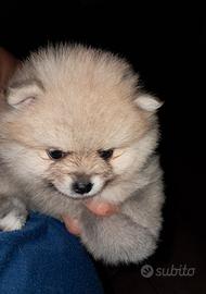Cucciolo di Volpino di pomerania