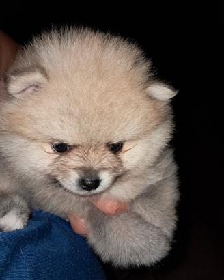 Cucciolo di Volpino di pomerania