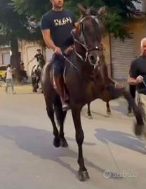 Puledro Andaluso