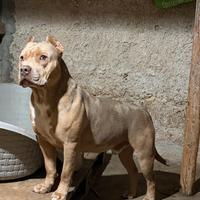 American bully XL per monta