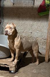 American bully XL per monta