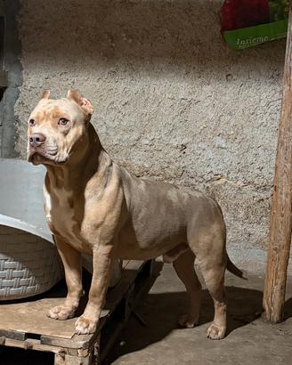 American bully XL per monta