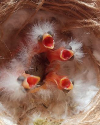 Canarini da canto waterslager