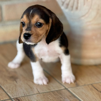 Beagle