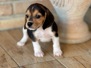 Beagle