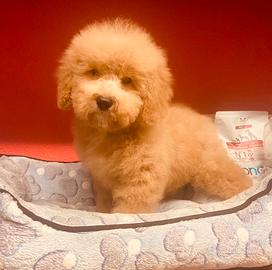 Cucciolata di barboncini