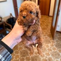 Cucciola Barboncino Toy