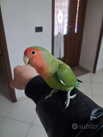 Pappagallo inseparabile allevato a mano