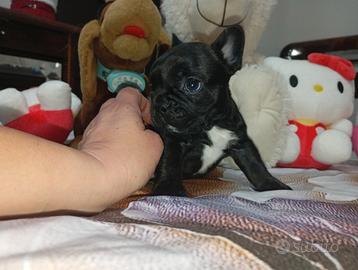 BOULEDOGUE francese
