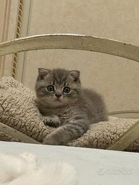 Scottish fold