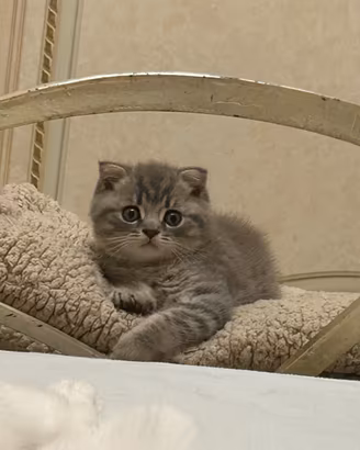 Scottish fold
