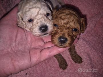 Malripoo