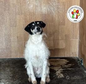 BRINA tanta tenerezza