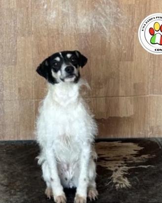 BRINA tanta tenerezza