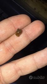 Lumaca asolene spixii