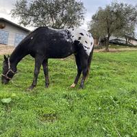 Cavallo Appaloosa per monta