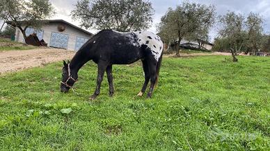 Cavallo Appaloosa per monta