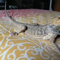 Pogona