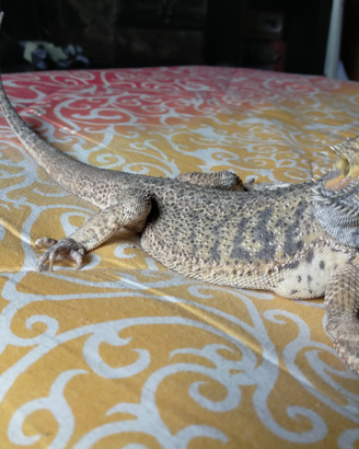 Pogona