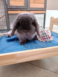 minilop ariete nano - Animali In vendita a Milano