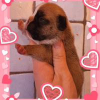 Bulldog francese con pedigree ENCI