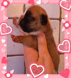 Bulldog francese con pedigree ENCI