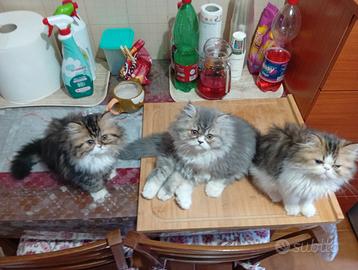 Gatti persiani
