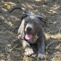 Cuccioli di pitbull blue nose