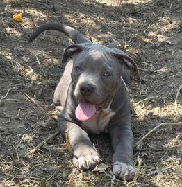 Cuccioli di pitbull blue nose