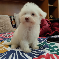 Cuccioli di maltese